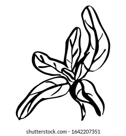 hand-drawn image of 
sage. Ink style 
sage blossom. Vector element for wedding invitations, openings, posters.