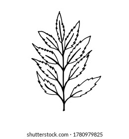 Hand-drawn image of a stem with leaves. Flower leaves. Black and white vector image isolated on white background.