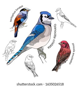 hand-drawn images of birds, vector illustration