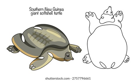 Hand-drawn images of two large turtles with flat, soft shells covered in skin. They have an elongated snout with a long proboscis-like nose and wide, webbed feet. Their coloring is olive.
