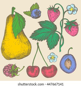 Hand-drawn ink color illustration in vintage style. Healthy and organic food. Image pears, plums, bush strawberries, blueberries and raspberries.