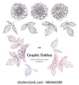Hand-drawn ink dahlias. Isolated floral elements. Vector graphic flowers on white background. Collection contour buds, leaves dahlias. 