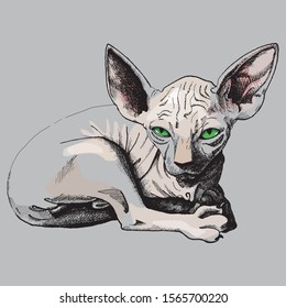 hand-drawn ink drawing of a sphynx cat. color, vector, illustration, gray, brown, nakt, skin.