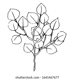 Hand-drawn ink eucalyptus plants. Vector botanical trendy nature greenery leafs isolated on white background.
