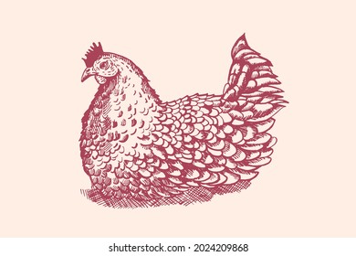 Hand-drawn ink hen hen hatching eggs.