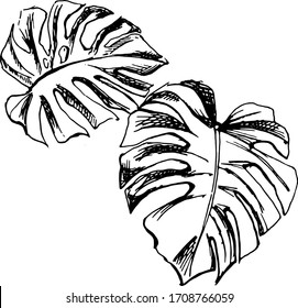 Hand-drawn ink sketch of monstera tropical leaves. Vector illustration