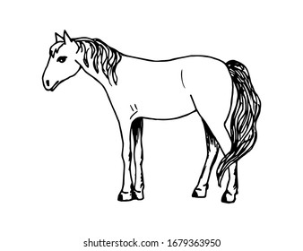 Hand-drawn ink vector drawing in black outline. Calm standing horse in full growth side view on a white background. Pets, farm, ranch. Nature, animals.