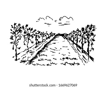 Dibujo vector de tinta dibujado a mano. Paisaje vitícola, hileras de uvas, perspectiva, nubes. Estilo de grabado, para impresiones de etiquetas, carta de vinos, campo.