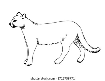 Hand-drawn ink vector drawing. Wild animal cougar in full growth side view. Nature, predator, puma.