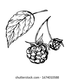 Hand-drawn ink vector illustration in the engraving style. Raspberry branch with leaf isolated on a white background. Forest, garden berries. For label prints, farm organic products.