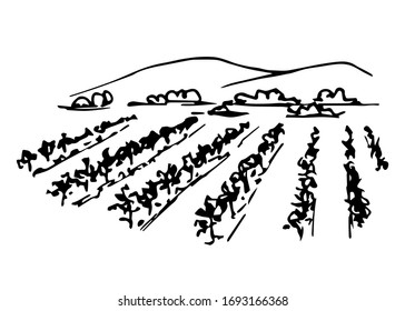 406 Vineyard Landscape Black White Sketch Images, Stock Photos ...