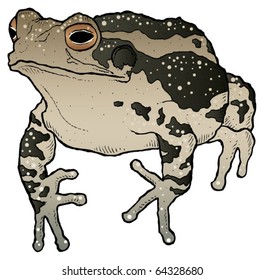 A hand-drawn ink vector of a toad.