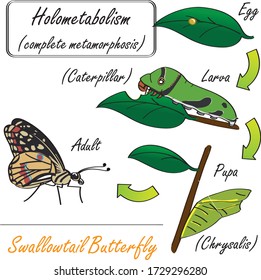 Hand-drawn insect Butterfly complete metamorphosis