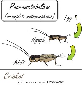 Hand-drawn insect Cricket incomplete metamorphosis