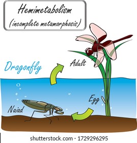 Hand-drawn insect Dragonfly incomplete metamorphosis