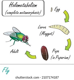 256 Complete Metamorphosis Images, Stock Photos & Vectors | Shutterstock