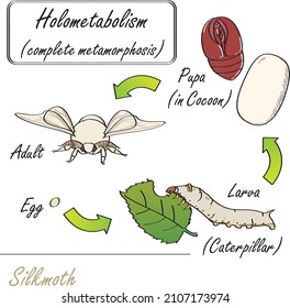 Hand-drawn insect Silkmoth complete metamorphosis