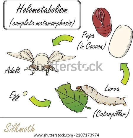 Hand-drawn insect Silkmoth complete metamorphosis