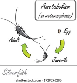 Hand-drawn Insect Silverfish No Metamorphosis