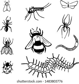 hand-drawn insect sketches- spider, ant, moth, butterfly, earthworm, scalopendra, fly, mosquito, bumblebee, bee
