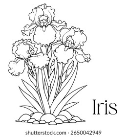 Hand-drawn iris flower vector. Black and white floral outline, isolated on white. Perfect for adult coloring books, botanical art, invitations, decor, and transparent background use