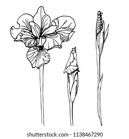 Hand-drawn iris flowers isolated on white background. Black and white with line art illustration.