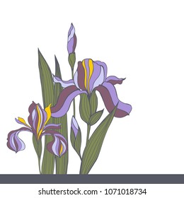 Hand-drawn iris flowers. Vector sketch illustration