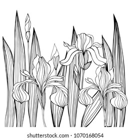 Hand-drawn iris flowers.Vector sketch illustration