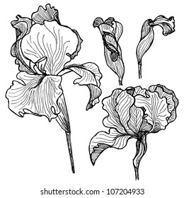 Hand-drawn iris set in vector