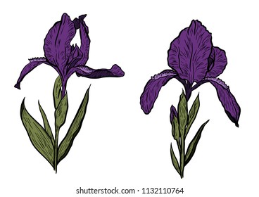 Hand-drawn iris set in vector on white background.