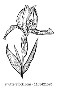 Hand-drawn iris set in vector on white background.