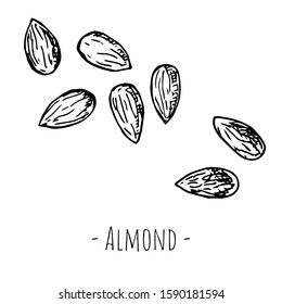 Hand-drawn isolated almonds. Vector cartoon illustration.
