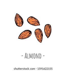 Hand-drawn isolated almonds. Vector cartoon illustration.