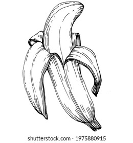 Hand-drawn isolated banana. Vector illustration exotic fruit. 