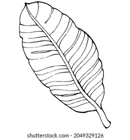 Hand-drawn isolated banana. Vector illustration exotic fruit. 