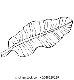 Hand-drawn isolated banana. Vector illustration exotic fruit. 