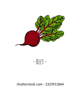 Hand-drawn isolated beet. Vector cartoon illustration.