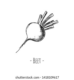 Hand-drawn isolated beet. Vector cartoon illustration.