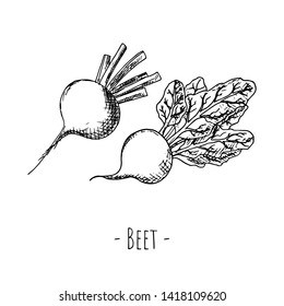 Hand-drawn isolated beet. Vector cartoon illustration.