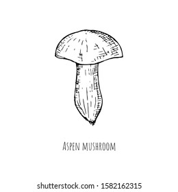 Hand-drawn isolated boletus mushroom. Vector cartoon illustration. 