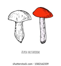 Hand-drawn isolated boletus mushroom. Vector cartoon illustration. 