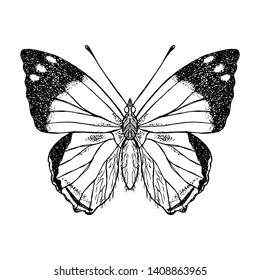 Hand-drawn isolated butterfly. Vector cartoon illustration. 