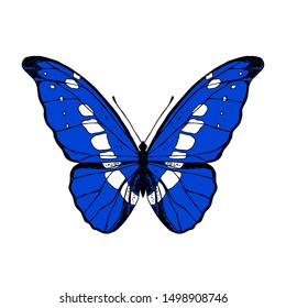 Hand-drawn isolated butterfly. Vector cartoon illustration. 