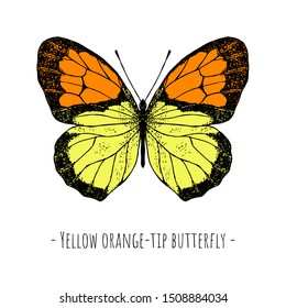 Hand-drawn isolated butterfly. Yellow orange-tip butterfly. Vector cartoon illustration.