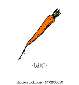 Hand-drawn isolated carrot. Vector cartoon illustration.