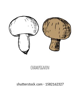 Hand-drawn isolated champignon. Vector cartoon illustration. 