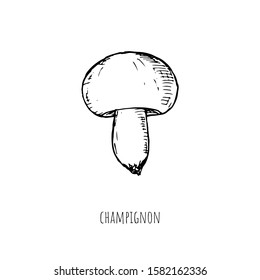 Hand-drawn isolated champignon. Vector cartoon illustration. 