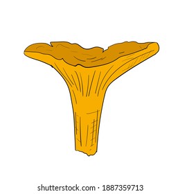 Hand-drawn isolated chanterelle. Vector cartoon illustration.