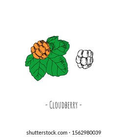 Hand-drawn isolated cloudberry. Vector cartoon illustration.