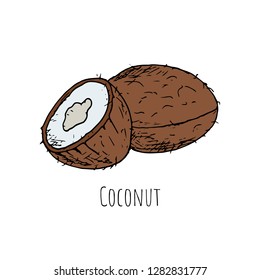 Hand-drawn isolated cocnut on a white background. Vector cartoon illustration.